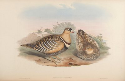 Pterocles fasciatus by John Gould